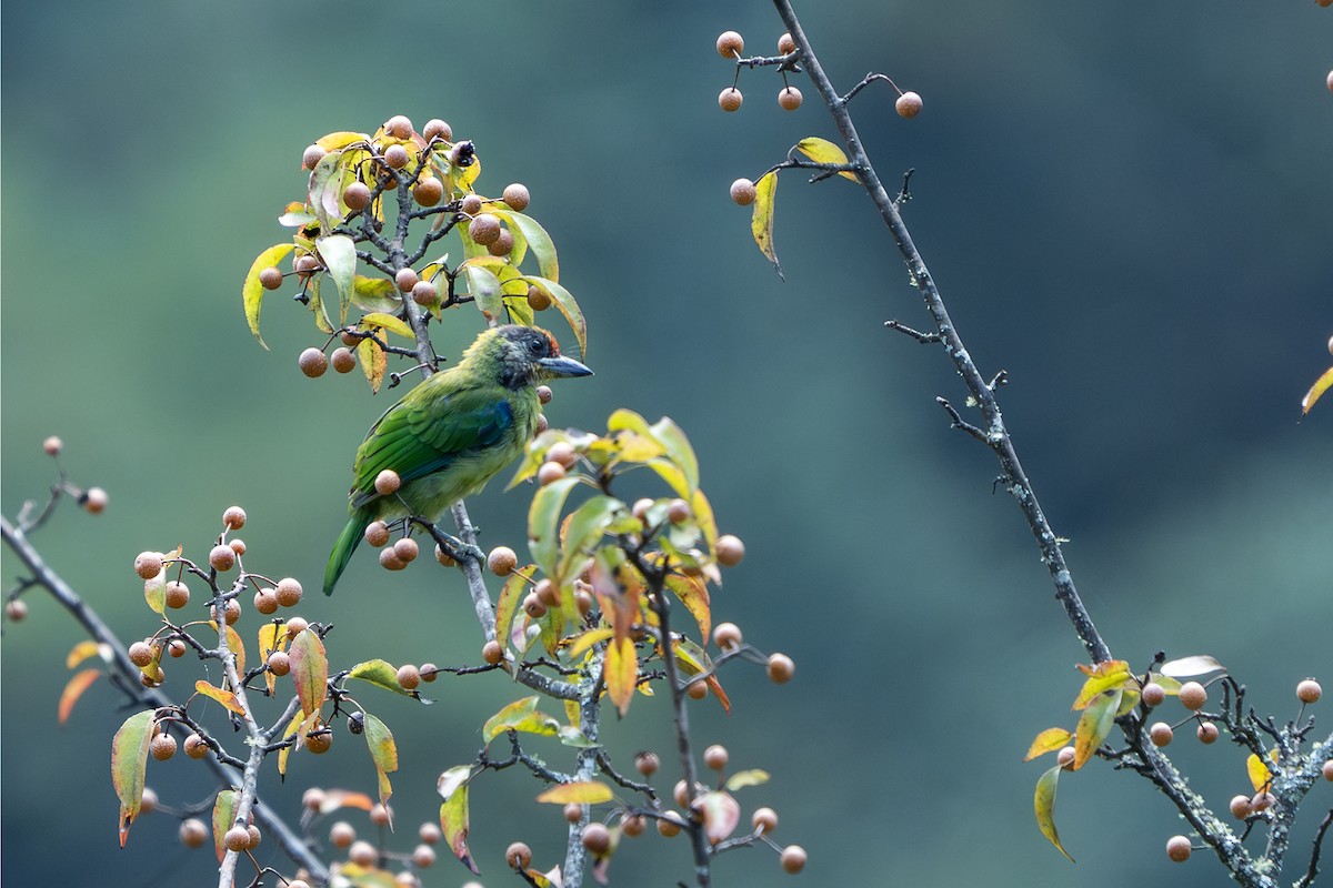 Golden-throated Barbet - ML646729002