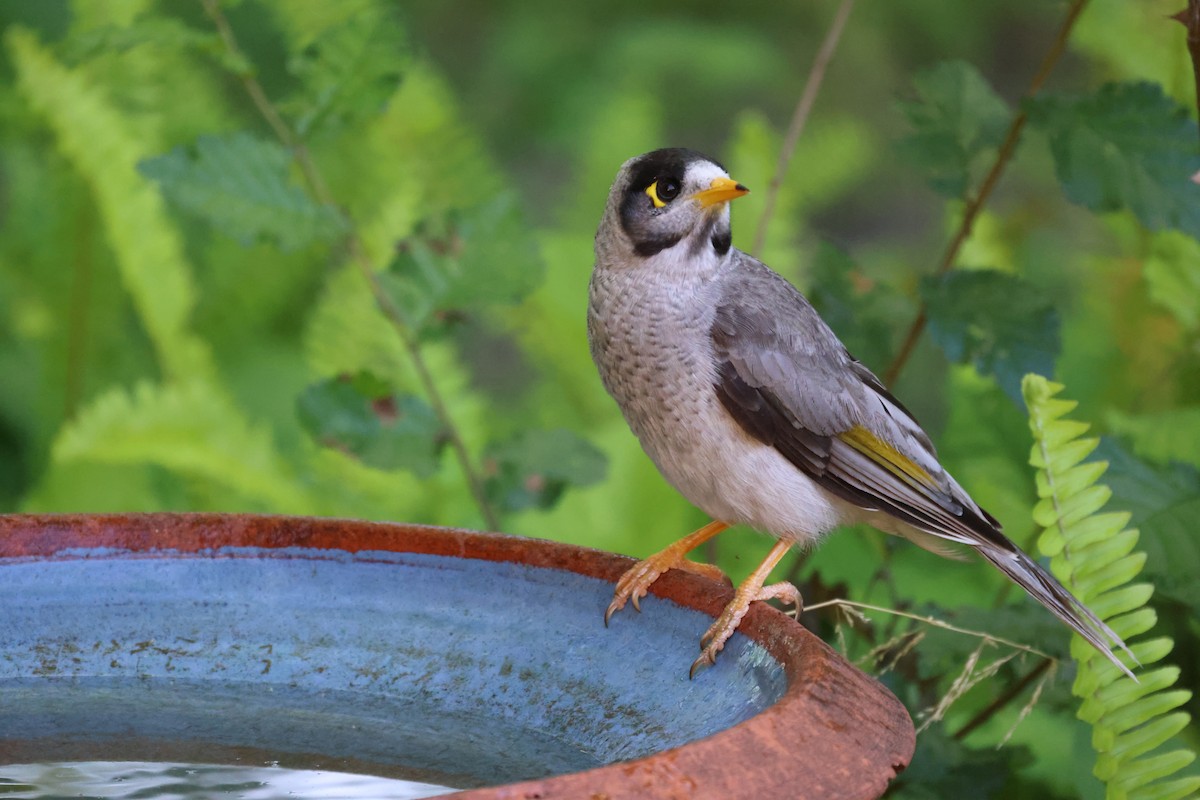 Méliphage bruyant - ML646729003