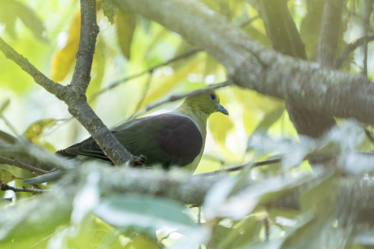 Colombar chanteur - ML646729004