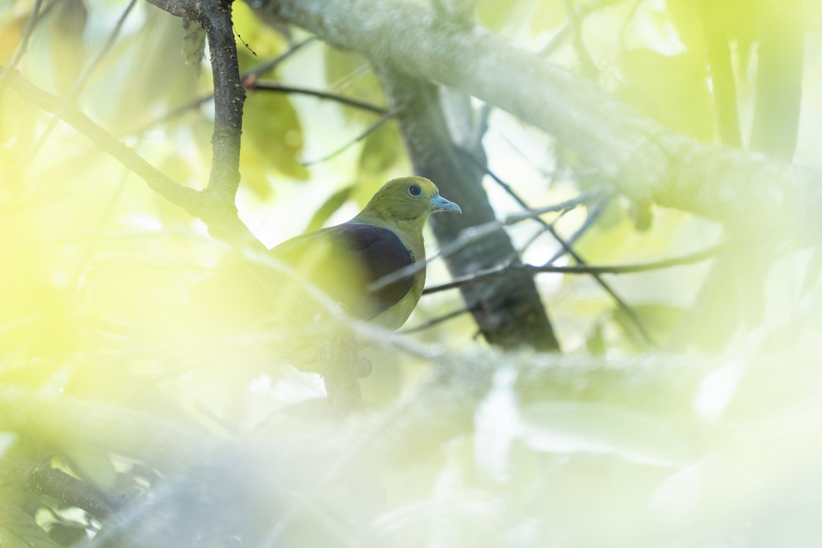 Colombar chanteur - ML646729005