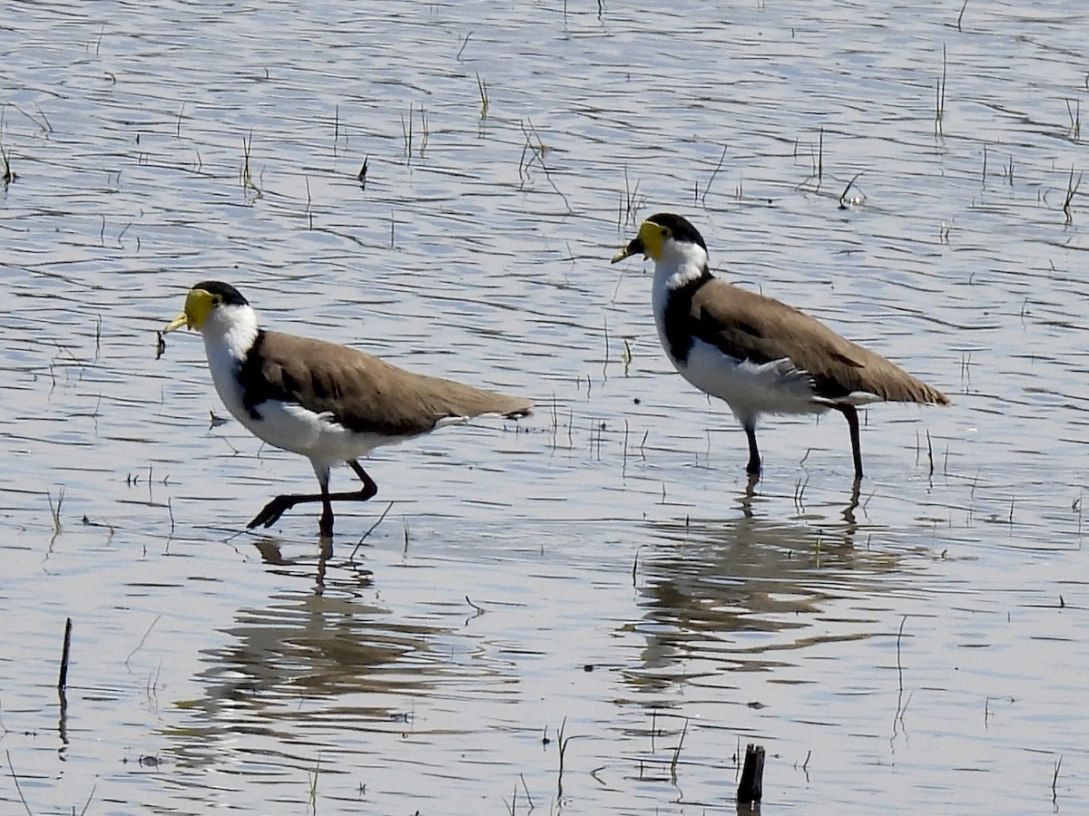 Vanneau soldat - ML646729006