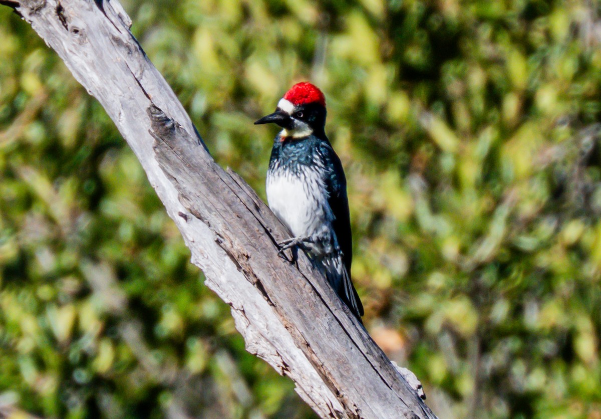 Pic glandivore - ML646729011