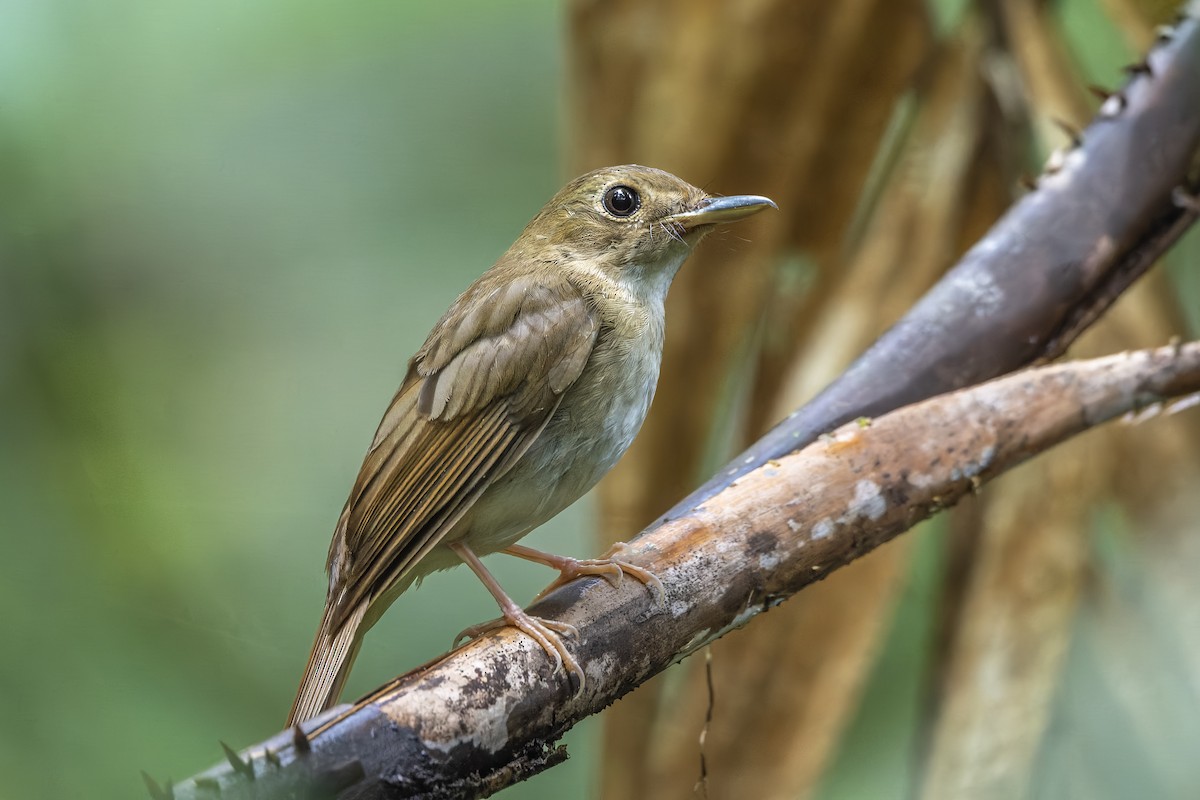 Gobemouche des Nicobar - ML646729012