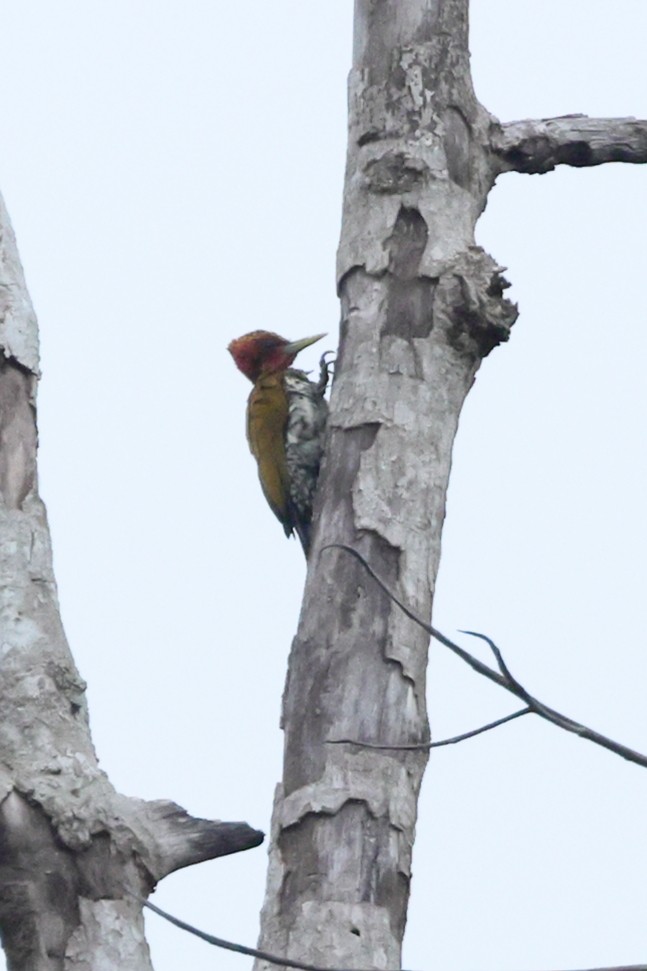 Pic à face rouge - ML646729013
