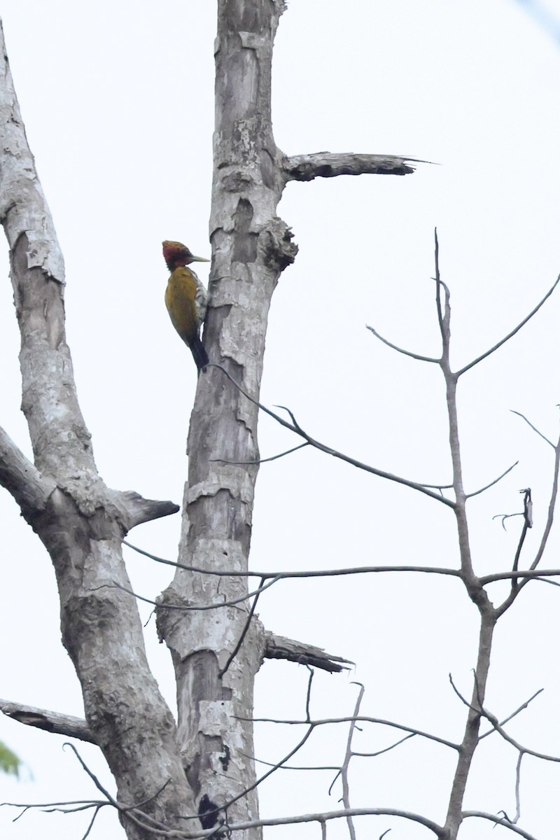 Pic à face rouge - ML646729014