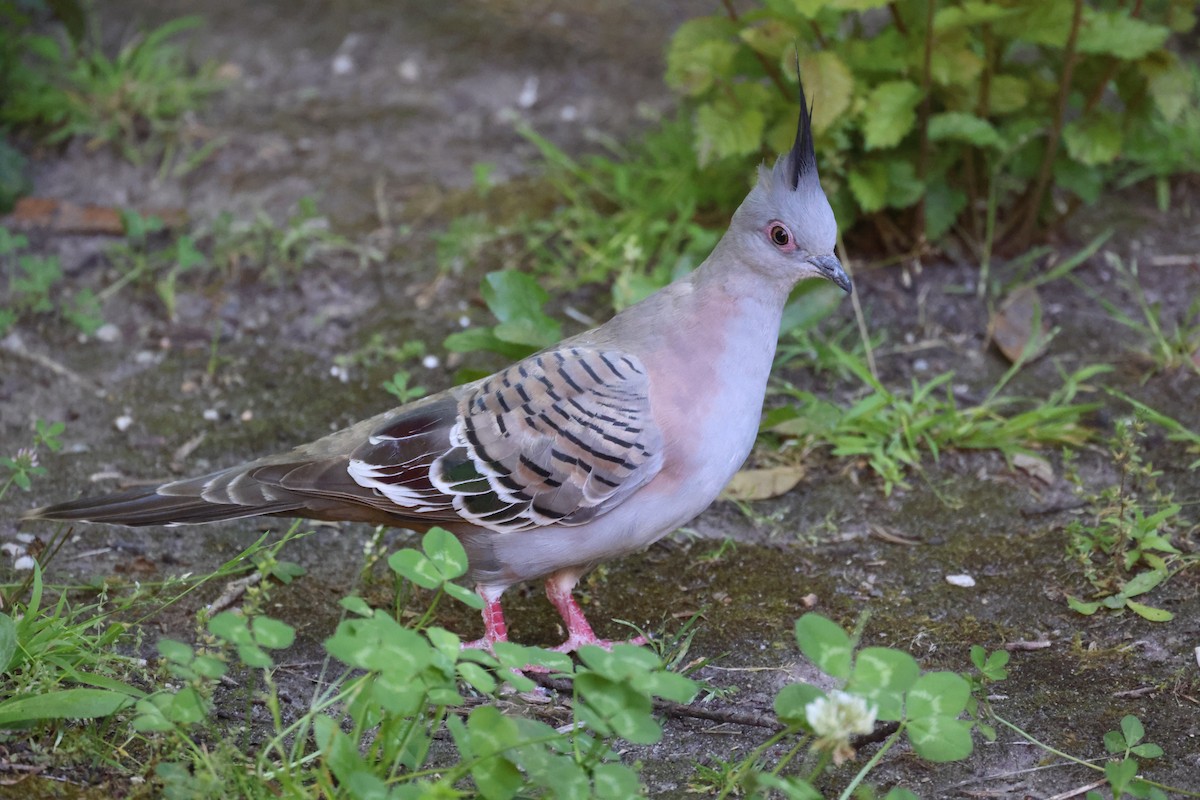 Colombine longup - ML646729015