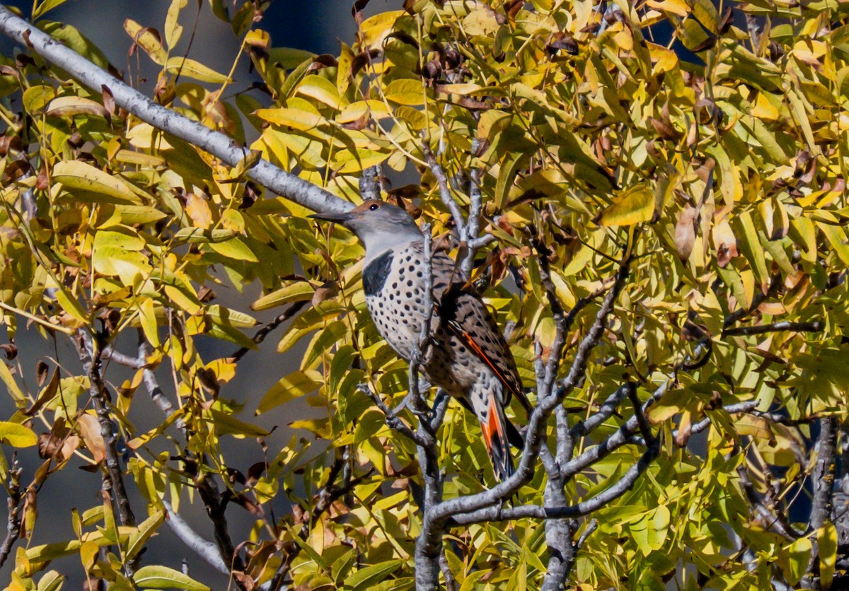 Pic flamboyant - ML646729016