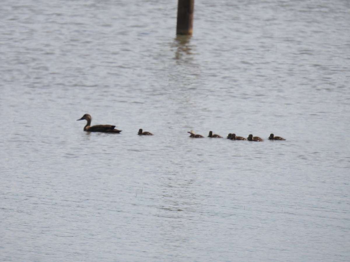 Canard à sourcils - ML646729018