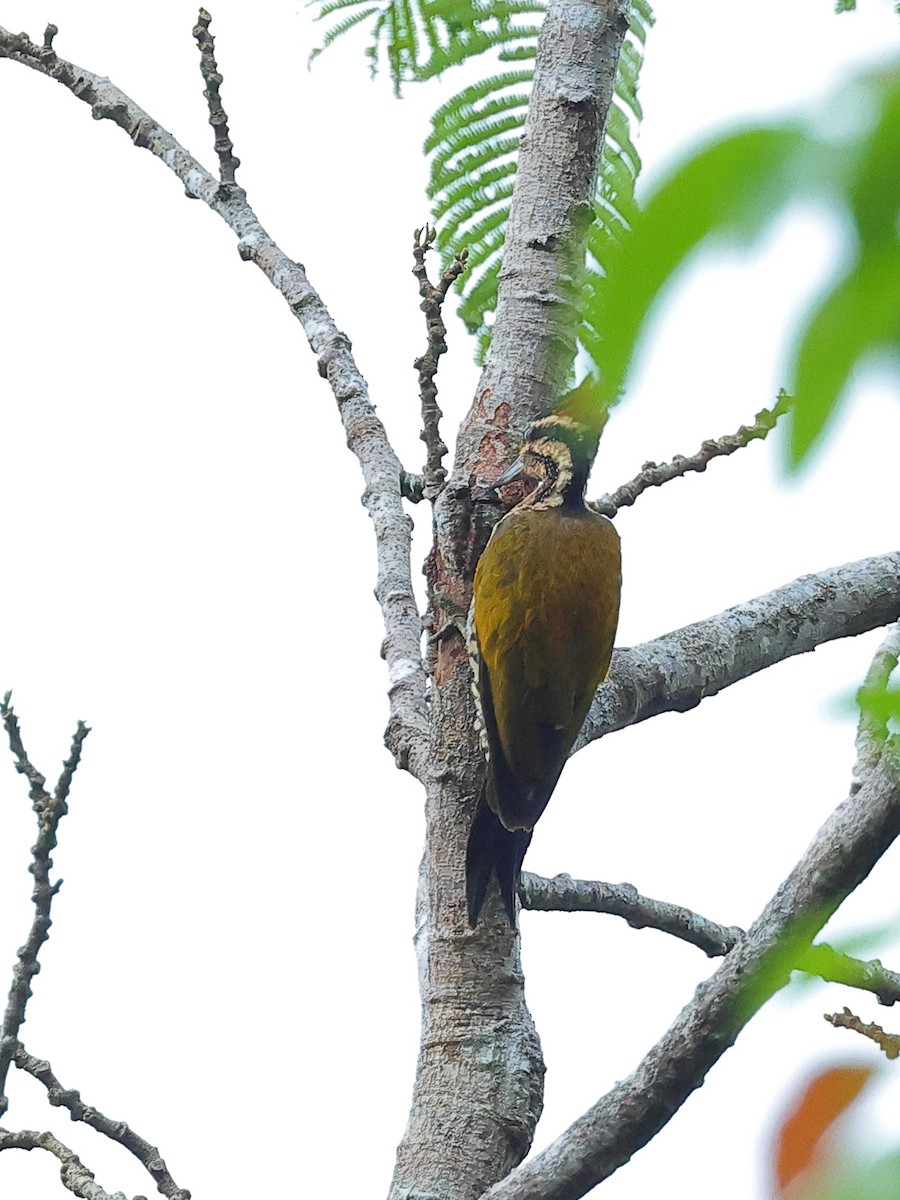 Pic d'Everett - ML646729019