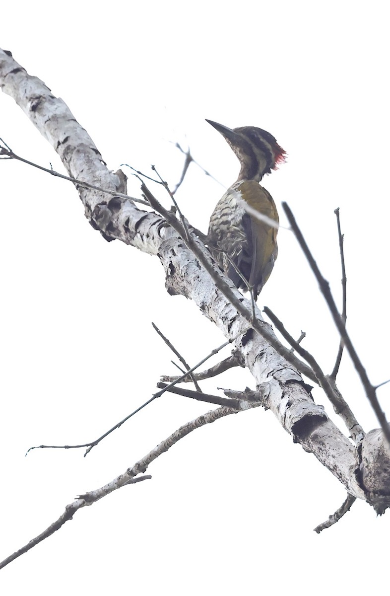 Pic d'Everett - ML646729020