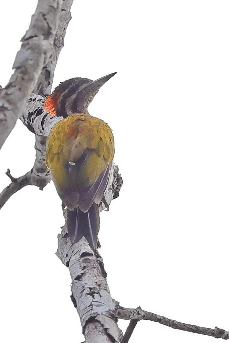 Pic d'Everett - ML646729021