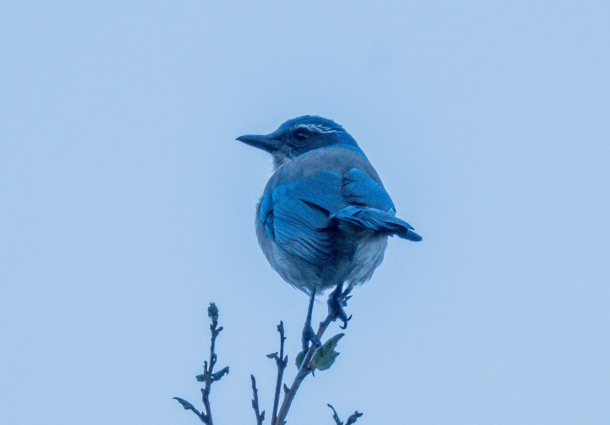 Geai buissonnier - ML646729022