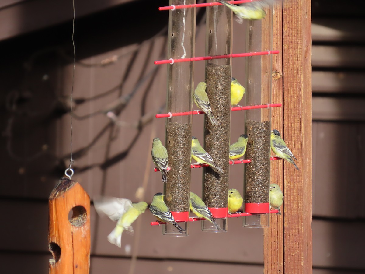 Chardonneret mineur - ML646729023