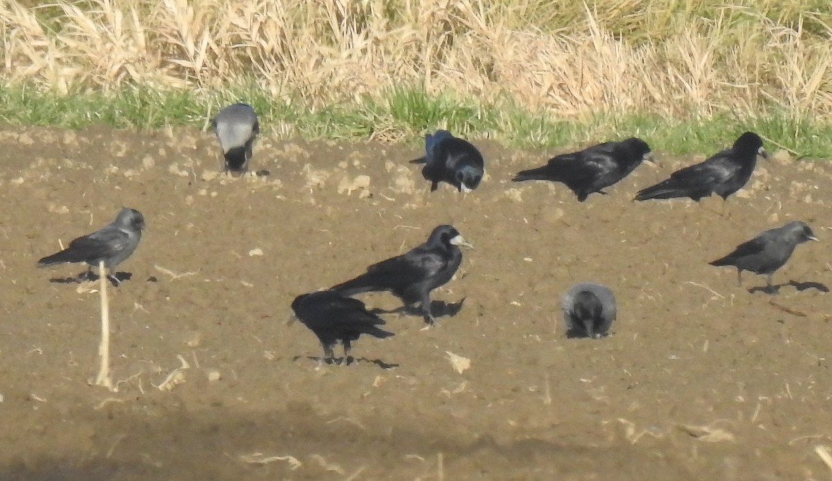 Choucas des tours - ML646729024