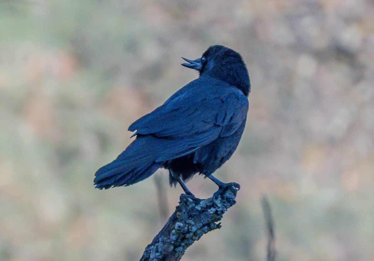 Grand Corbeau - ML646729025