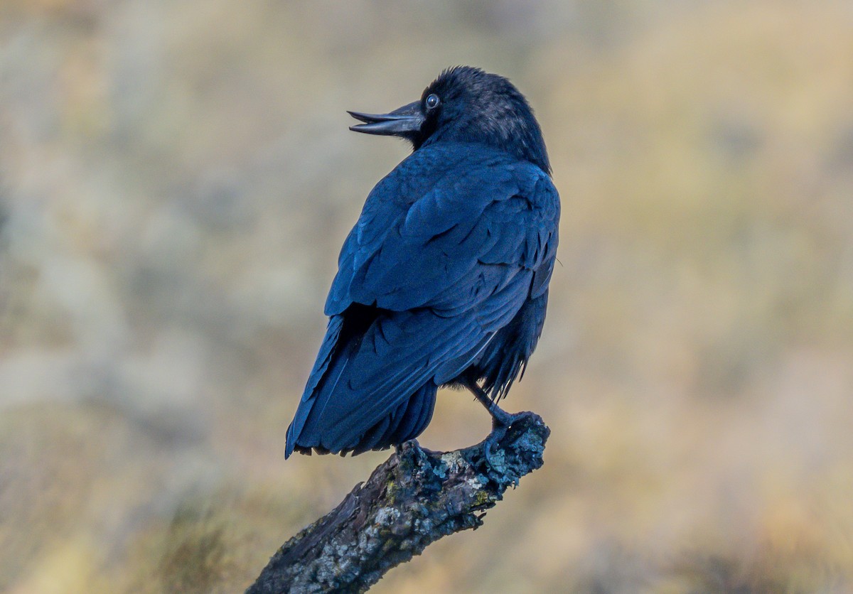 Grand Corbeau - ML646729026