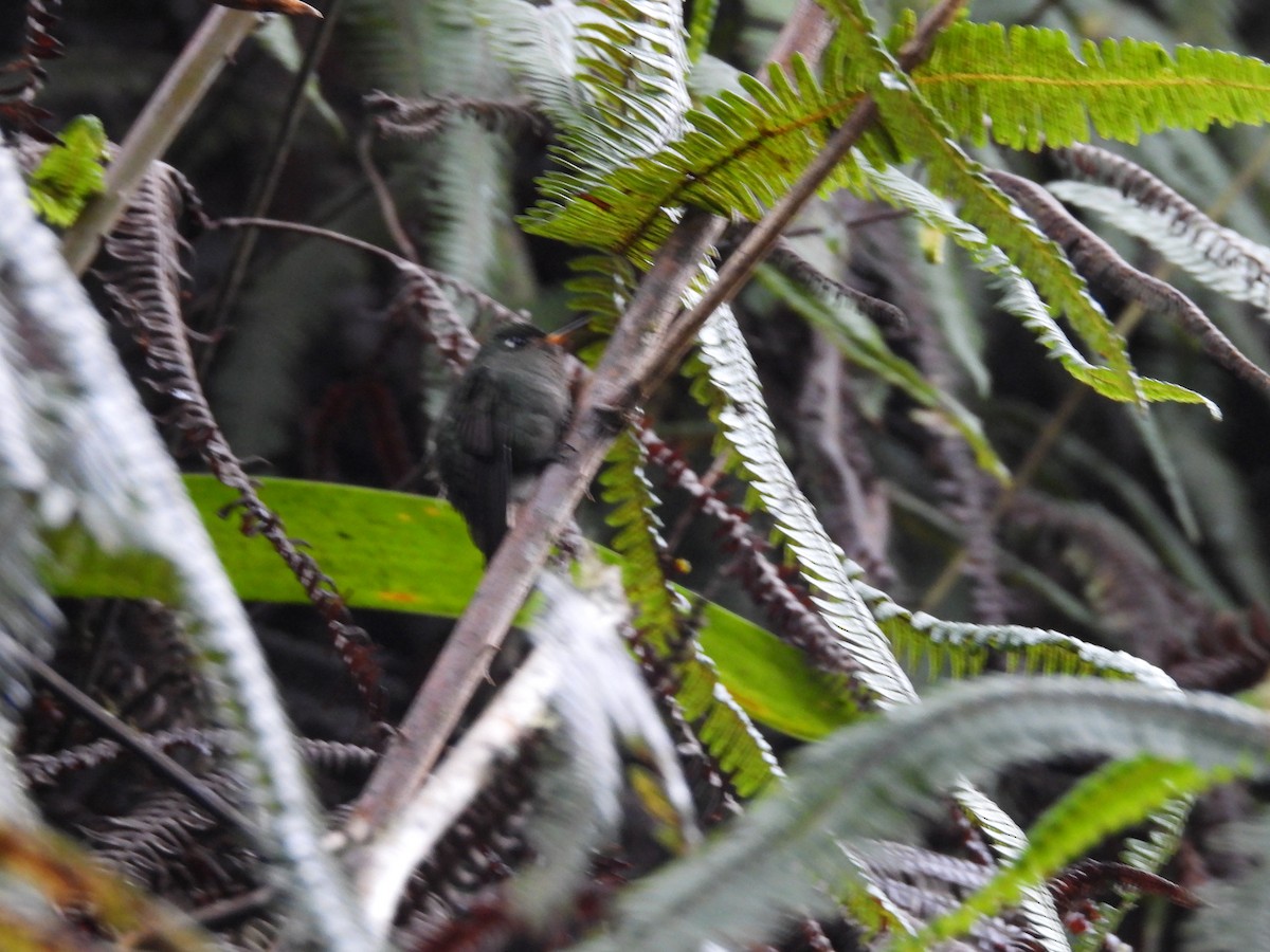 Colibri à tête rose - ML646729028