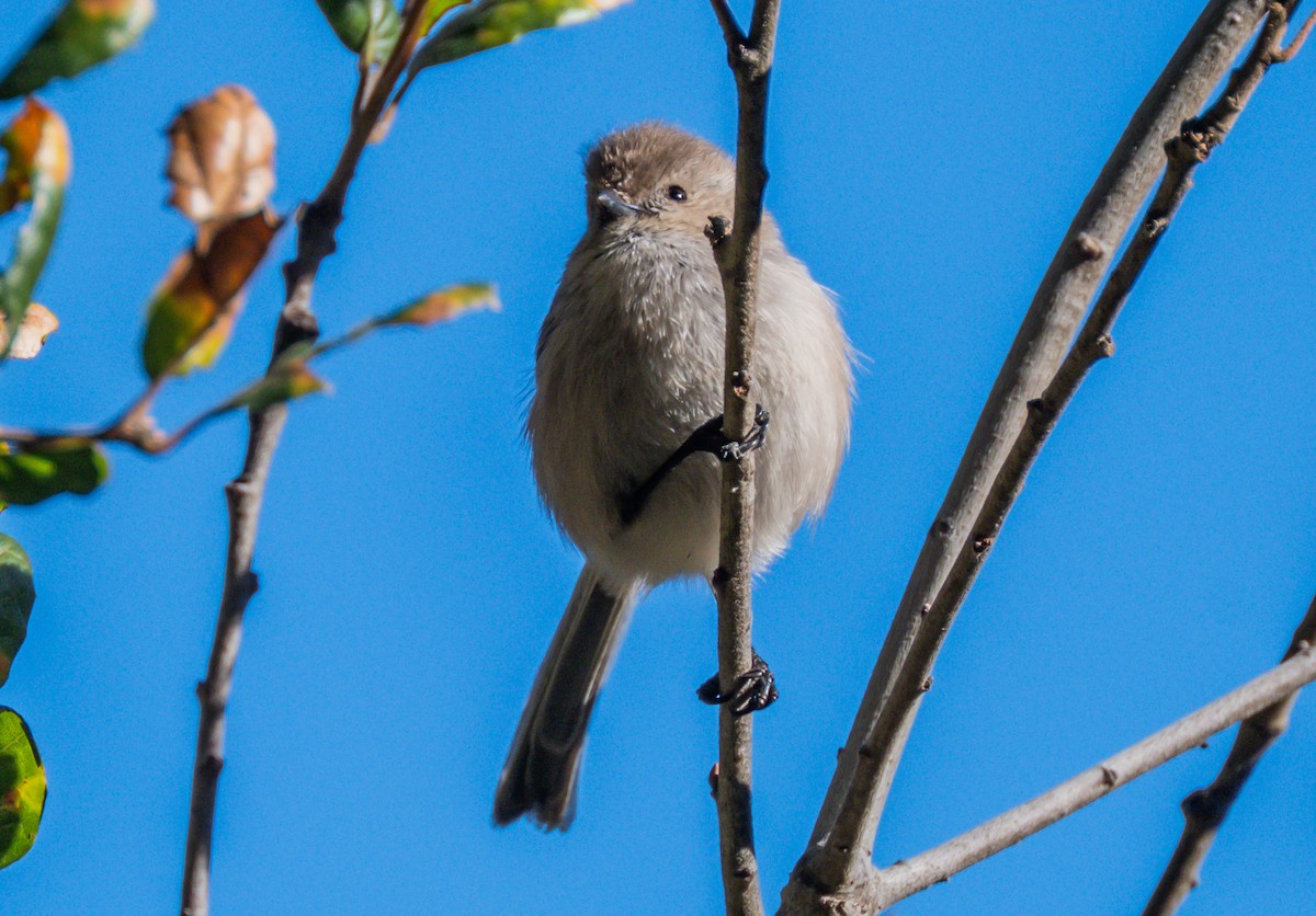 Orite buissonnière - ML646729029