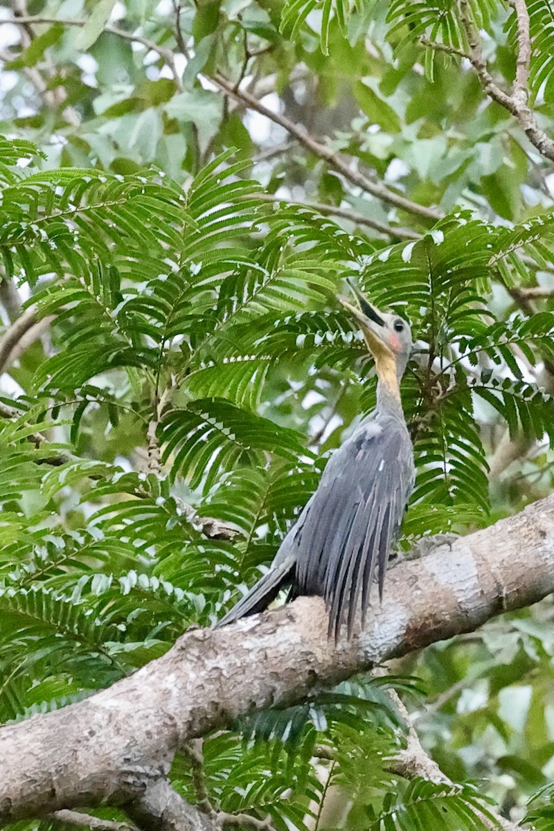 Pic meunier - ML646729030