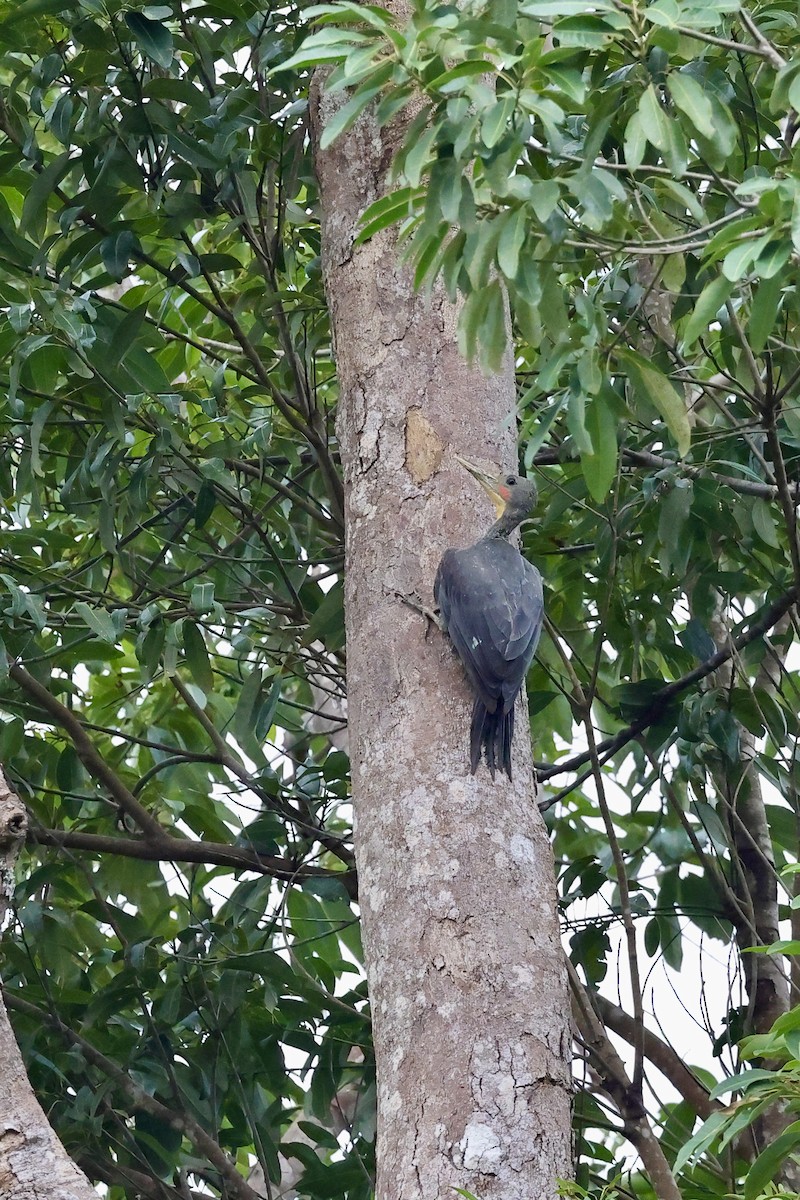 Pic meunier - ML646729031