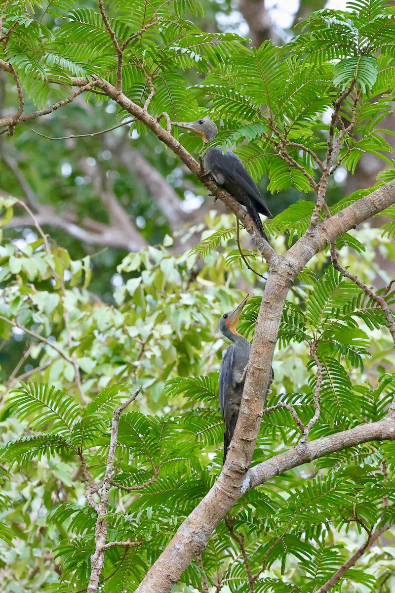 Pic meunier - ML646729032