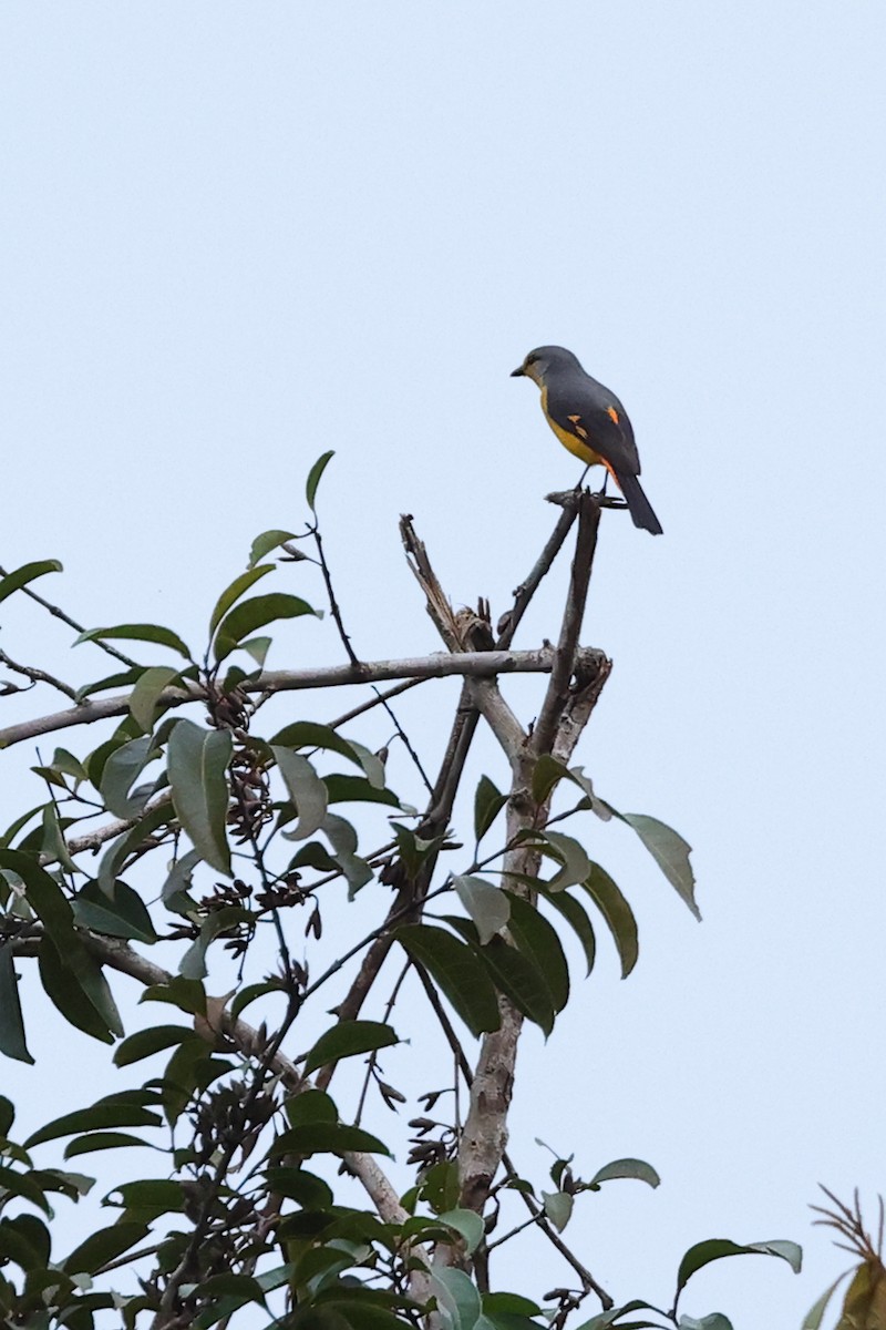 Minivet flamboyant - ML646729033