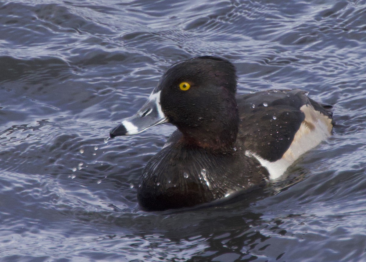 Ring-necked Duck - ML646729034