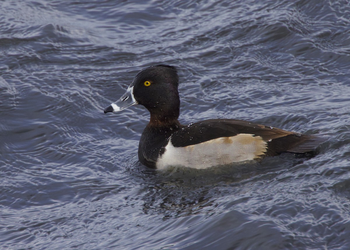 Ring-necked Duck - ML646729035