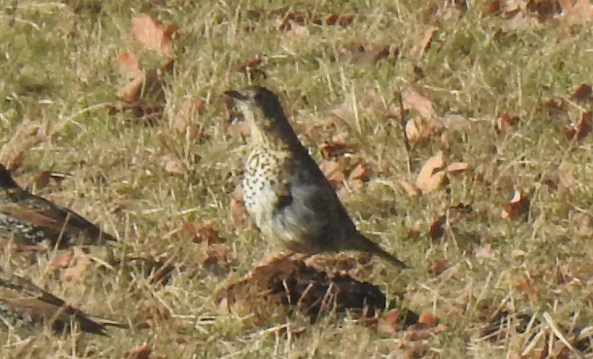 oiseau sp. - ML646729036