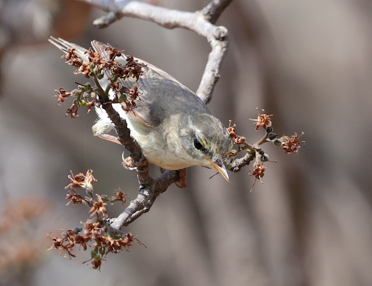 Вівчарик весняний - ML646729037