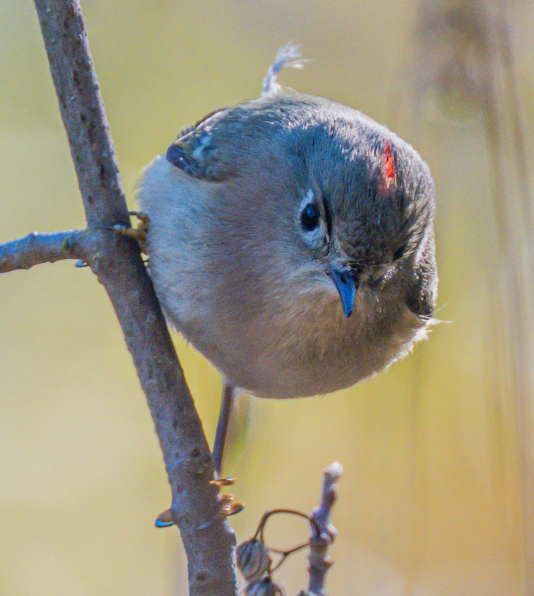 Ruby-crowned Kinglet - ML646729049