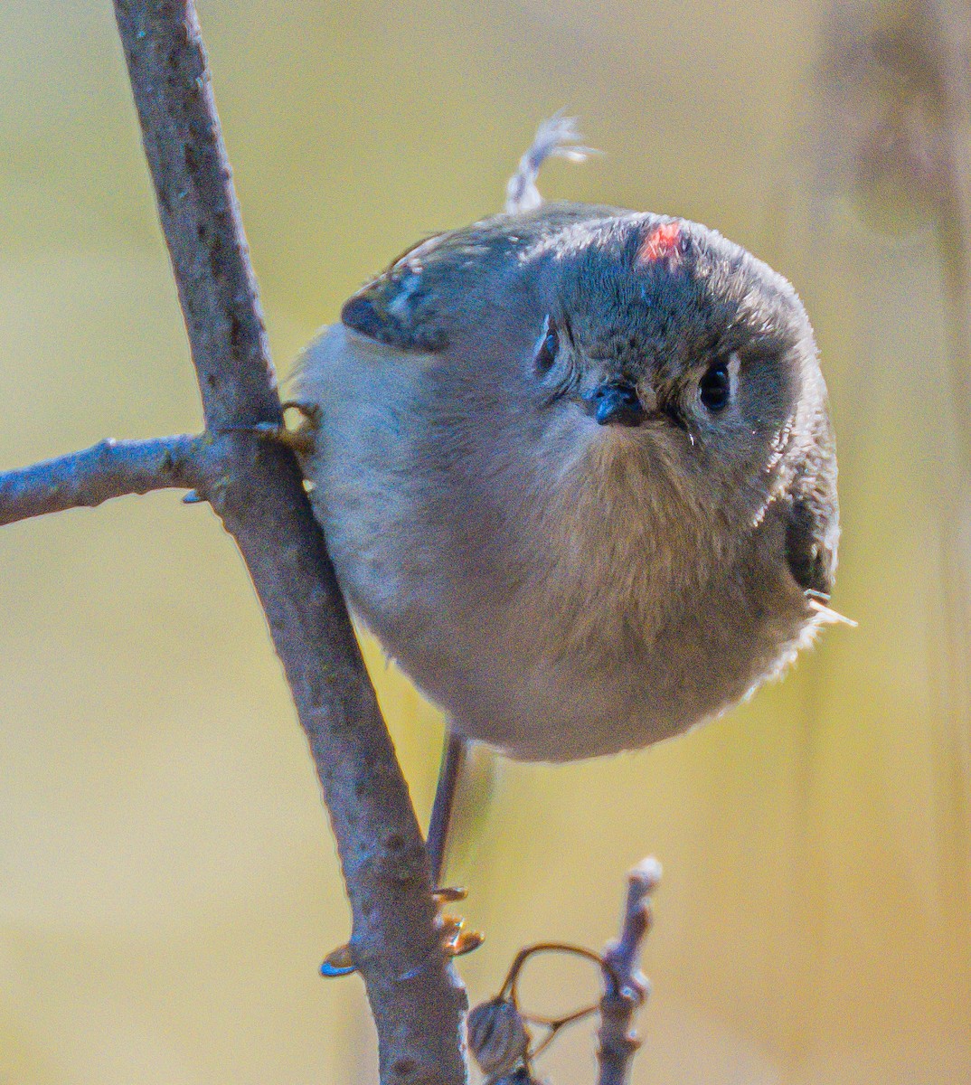 Ruby-crowned Kinglet - ML646729050