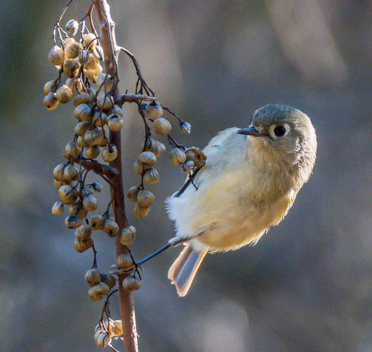Ruby-crowned Kinglet - ML646729051