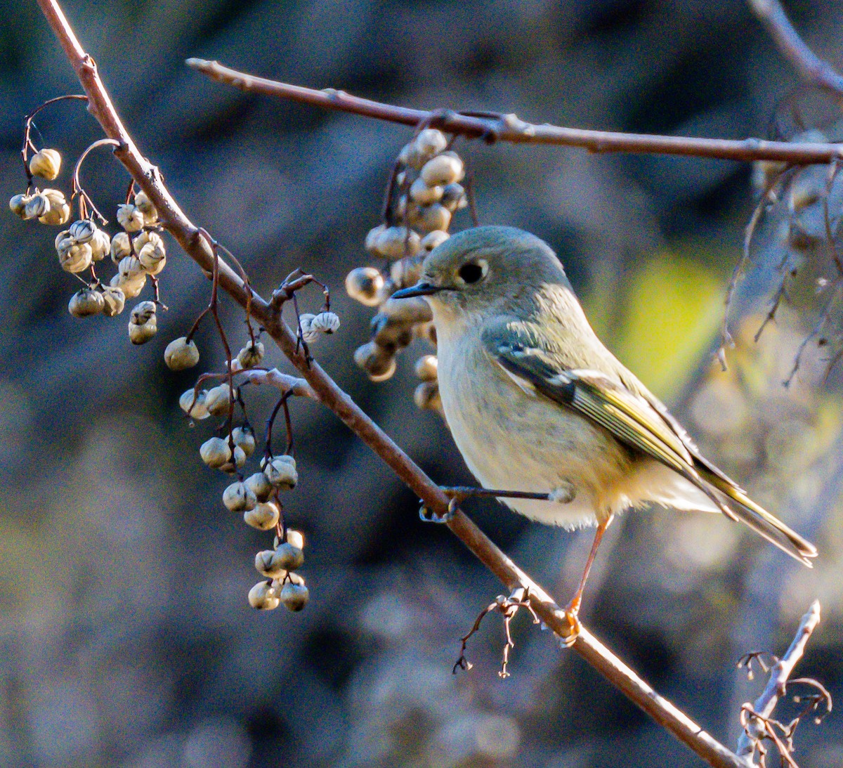 Ruby-crowned Kinglet - ML646729052