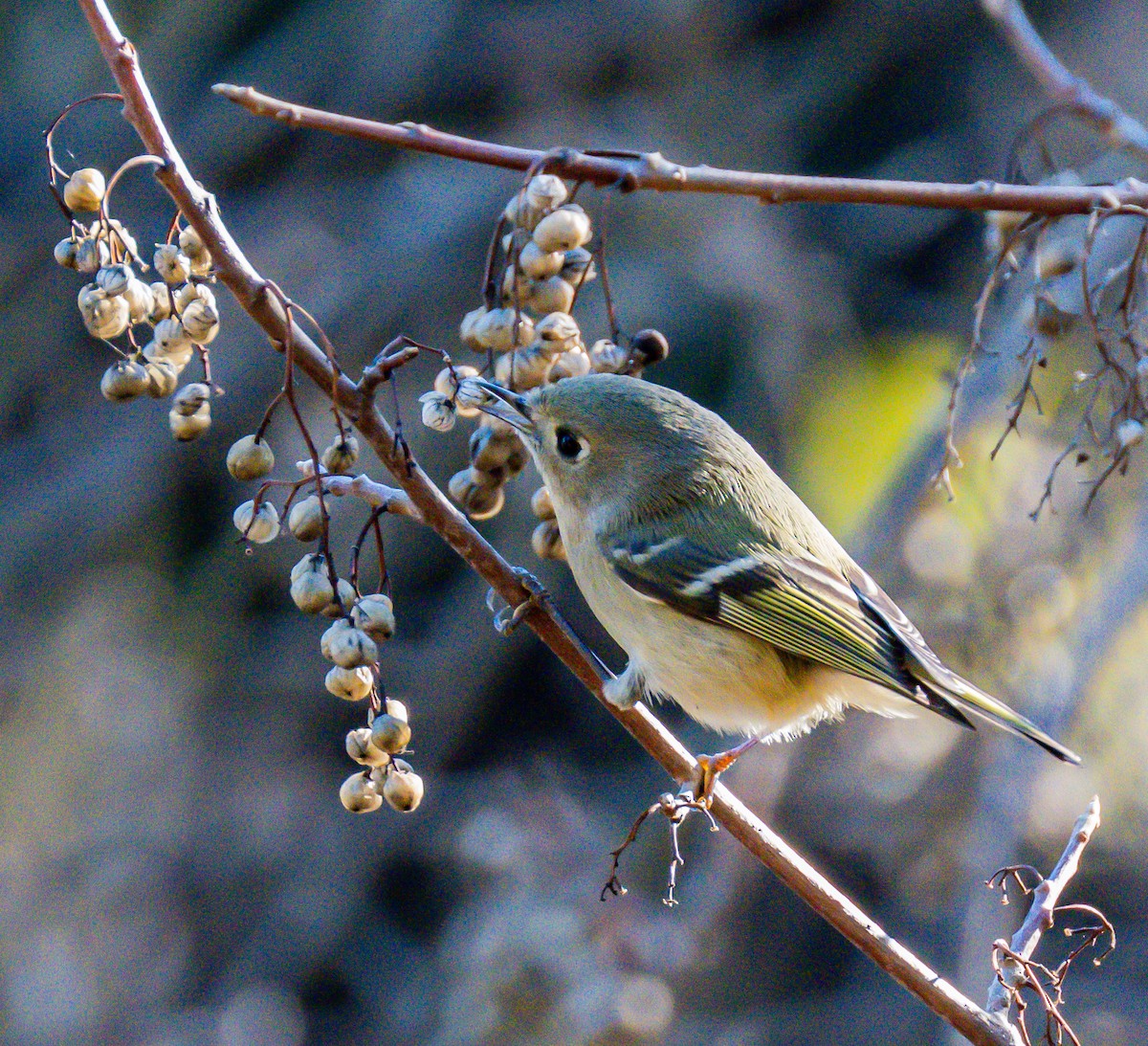 Ruby-crowned Kinglet - ML646729053