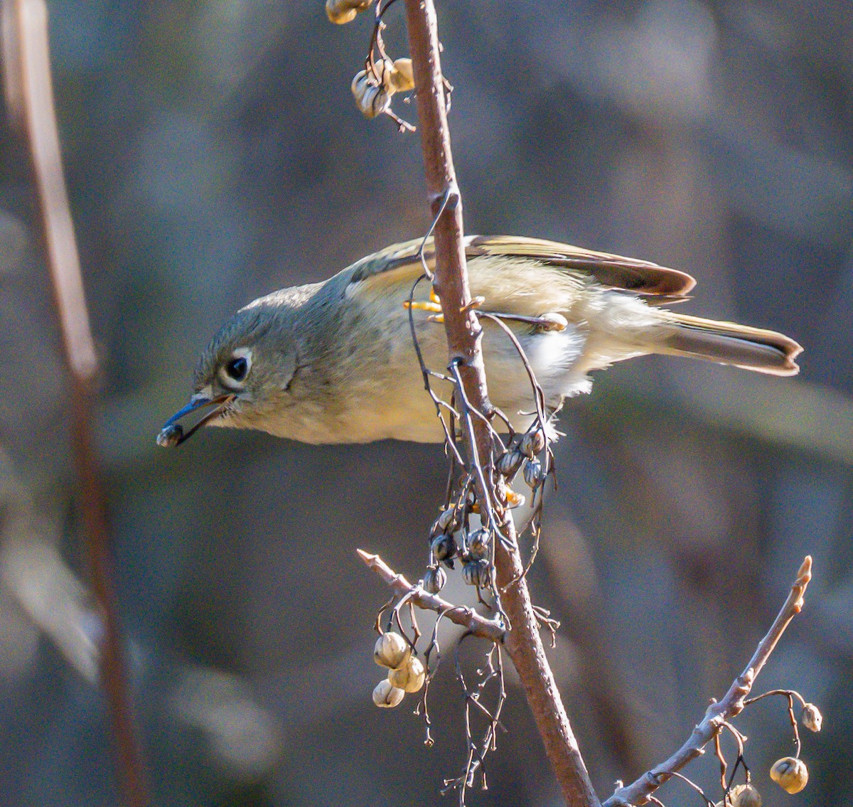 Ruby-crowned Kinglet - ML646729054