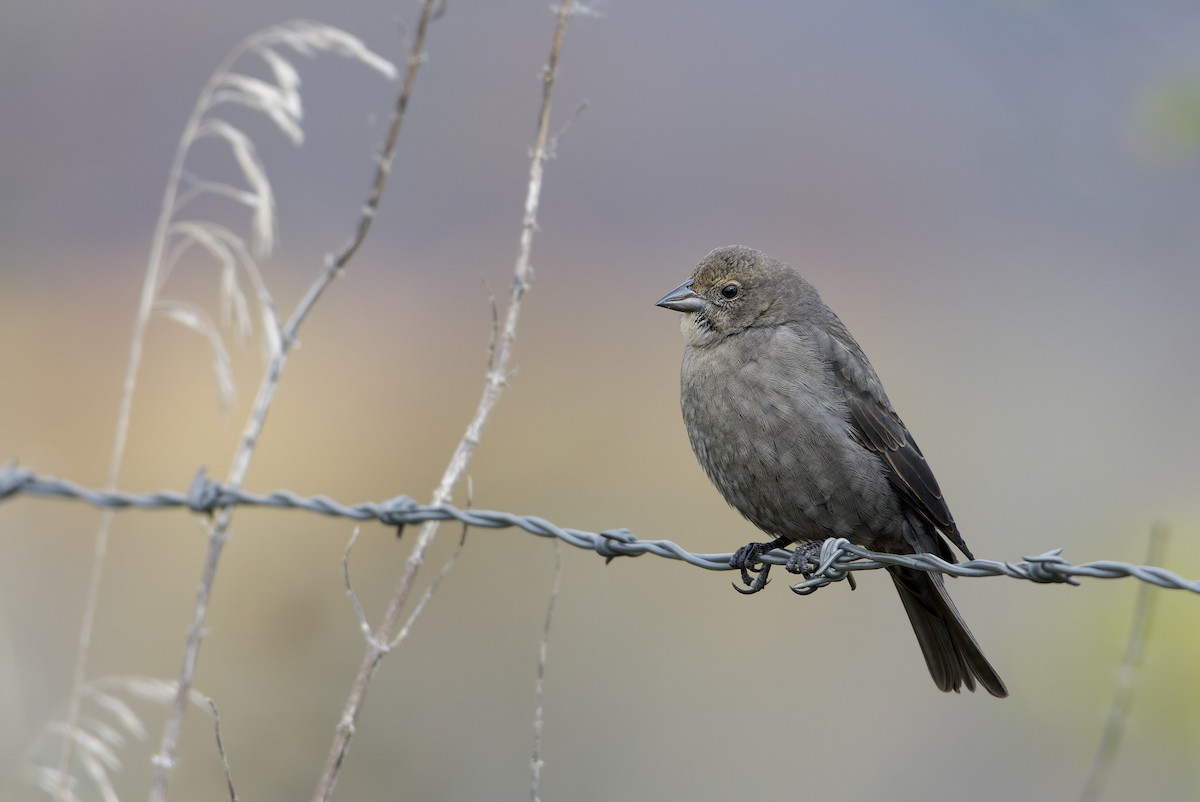 שחרורית חומת-ראש - ML646729056
