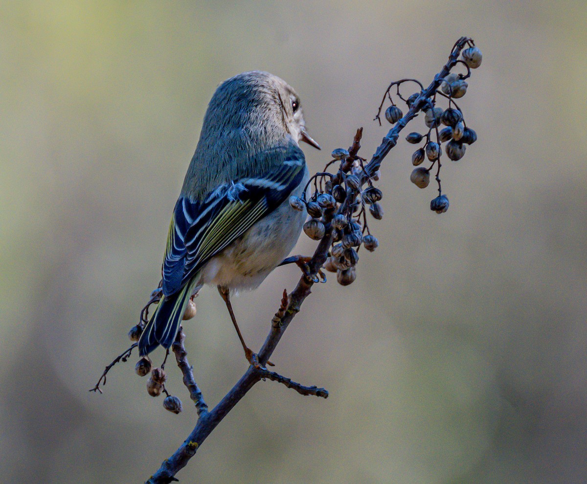 Ruby-crowned Kinglet - ML646729058
