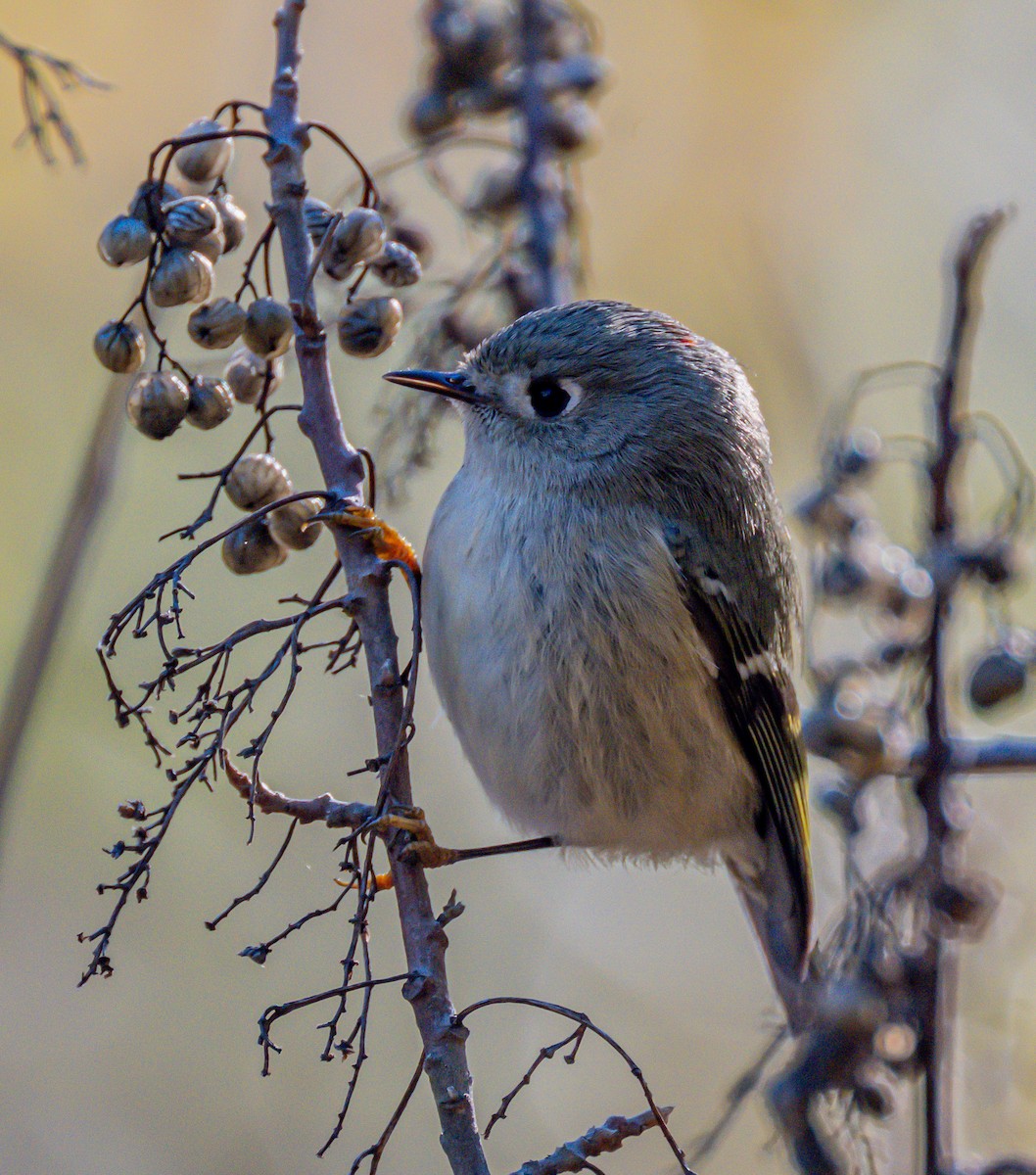 Ruby-crowned Kinglet - ML646729059
