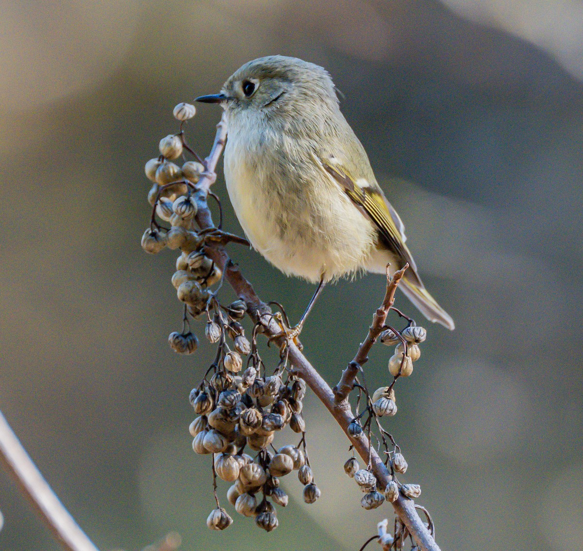 Ruby-crowned Kinglet - ML646729060