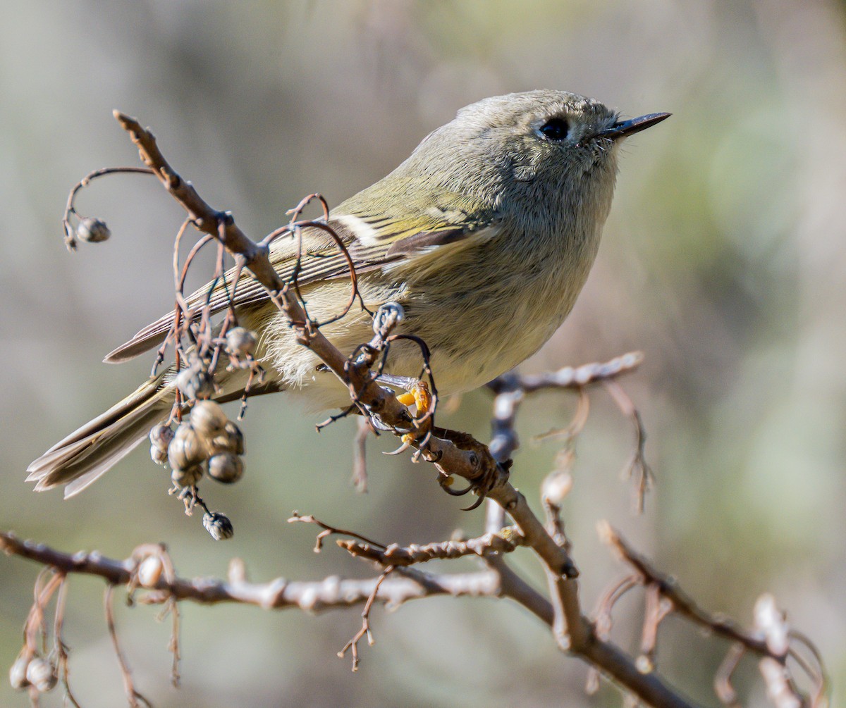 Ruby-crowned Kinglet - ML646729061