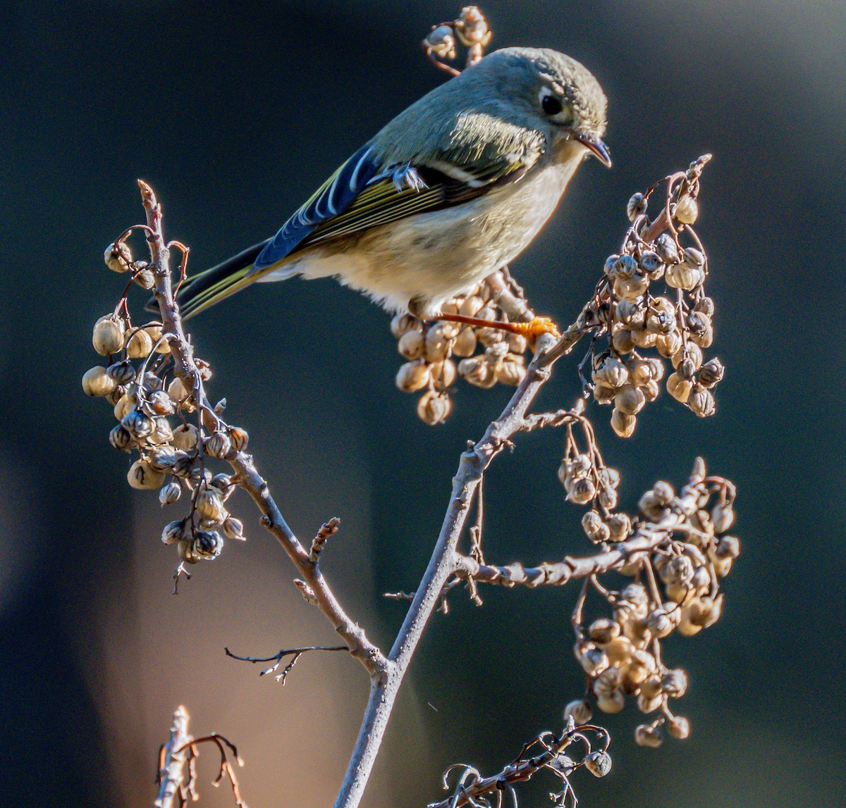 Ruby-crowned Kinglet - ML646729062