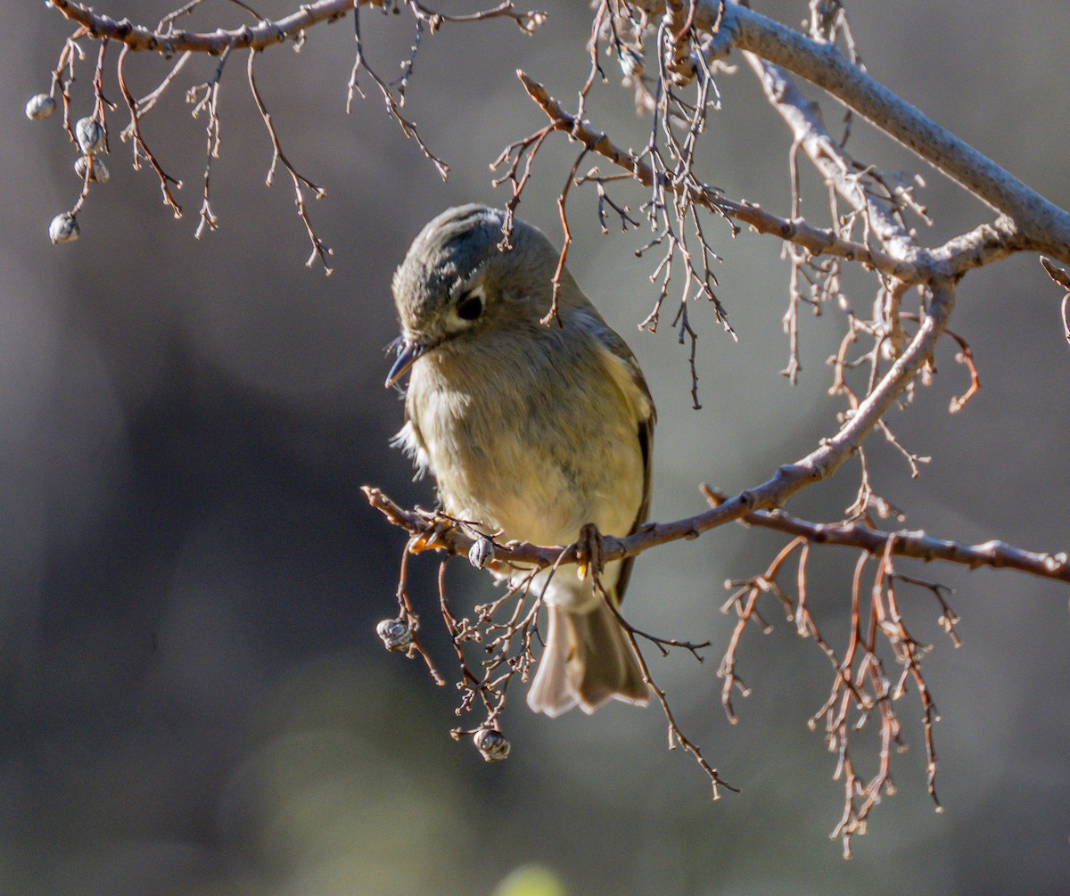 Ruby-crowned Kinglet - ML646729063