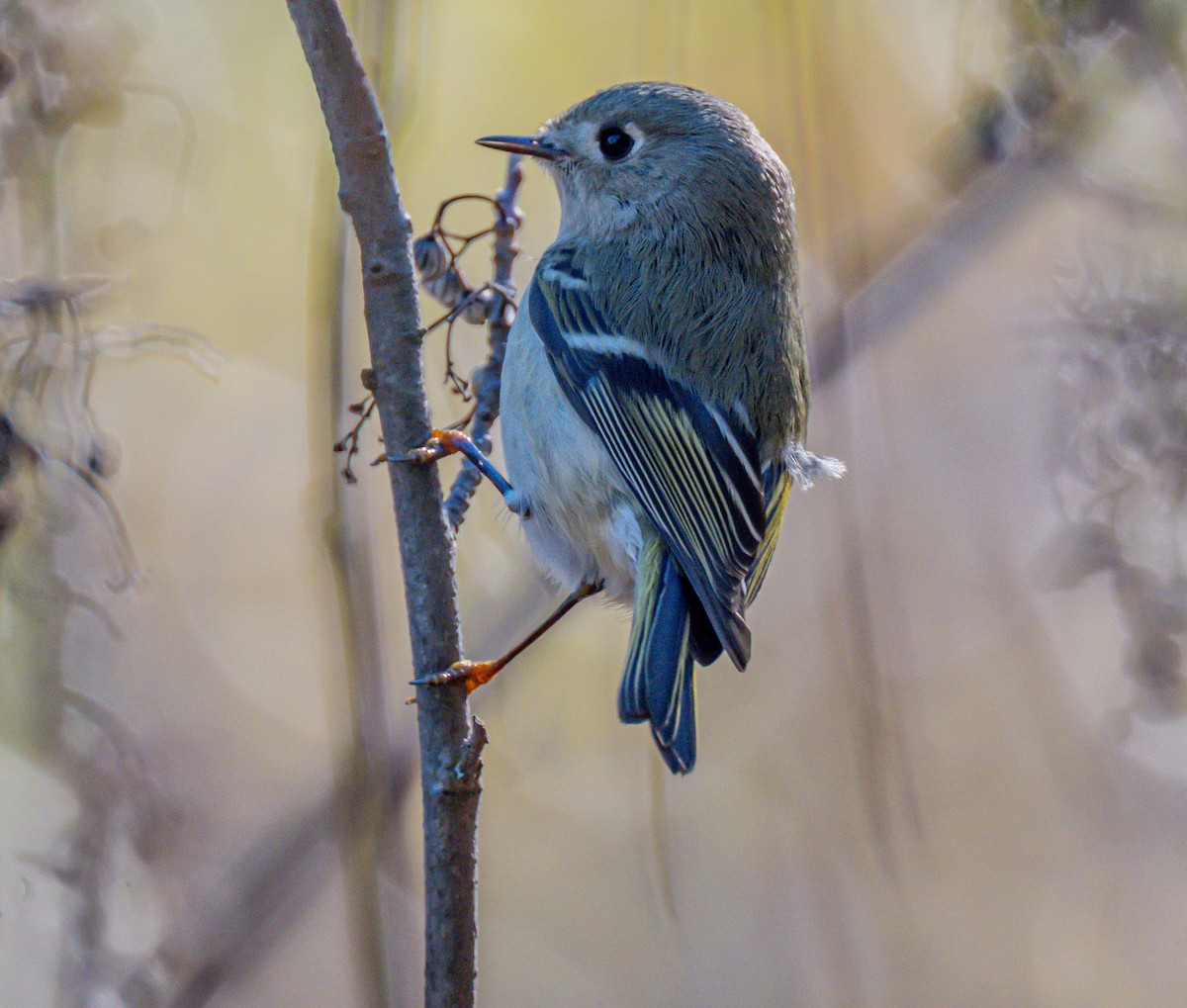 Ruby-crowned Kinglet - ML646729064