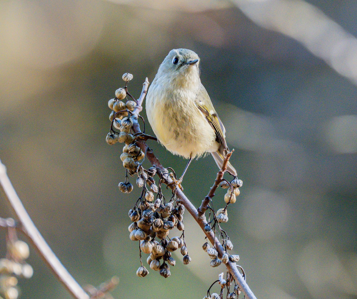 Ruby-crowned Kinglet - ML646729065