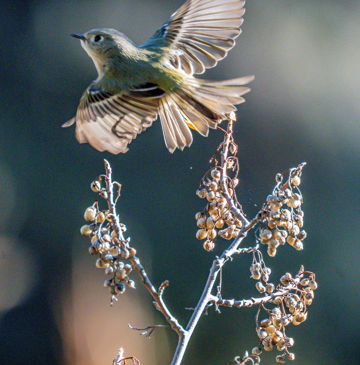 Ruby-crowned Kinglet - ML646729066