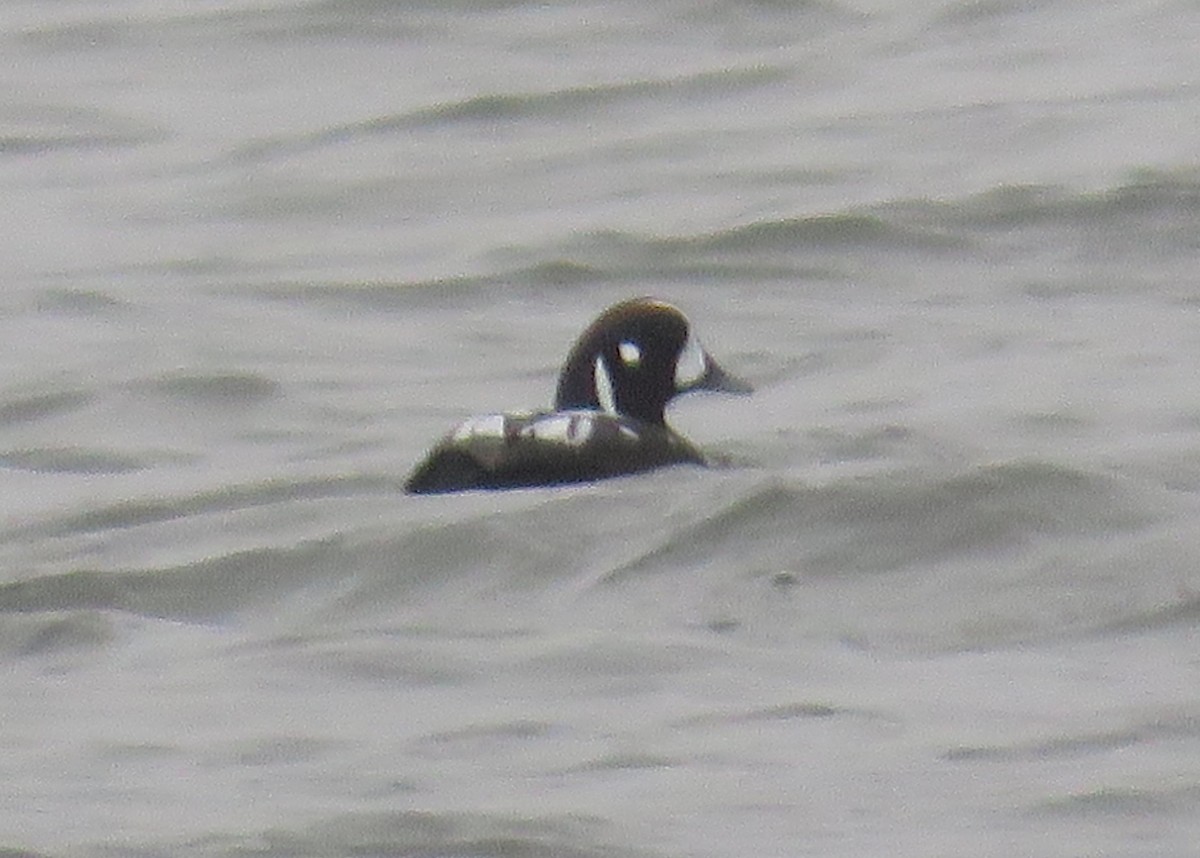 Harlequin Duck - ML646729067