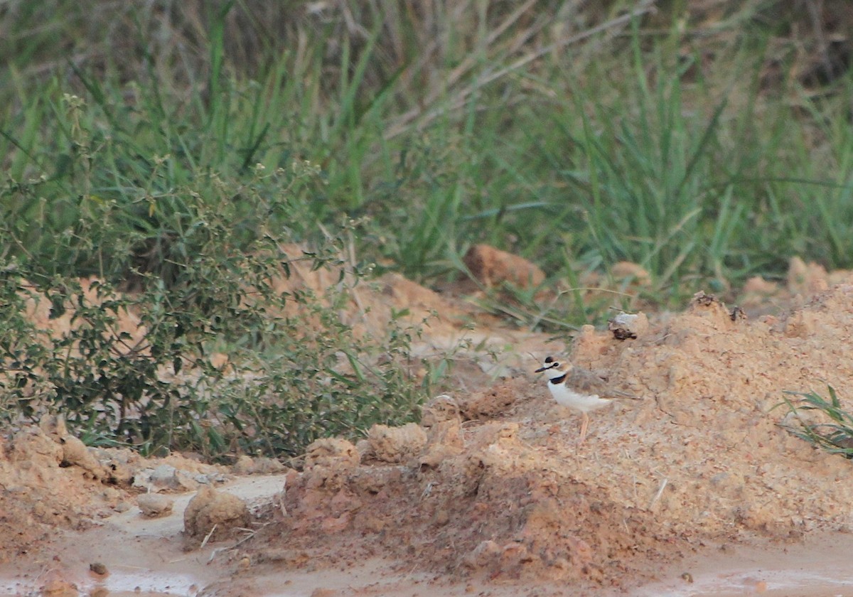 Yakalı Cılıbıt - ML646729068