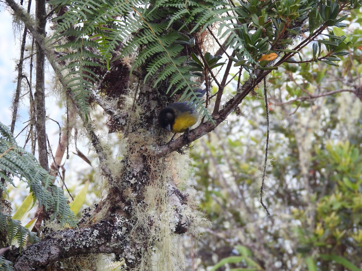 Santa Marta Brushfinch - ML646729075