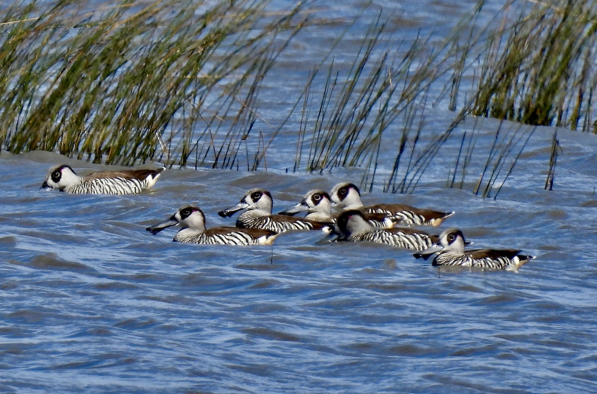 Malacorhynque à oreilles roses - ML646729077